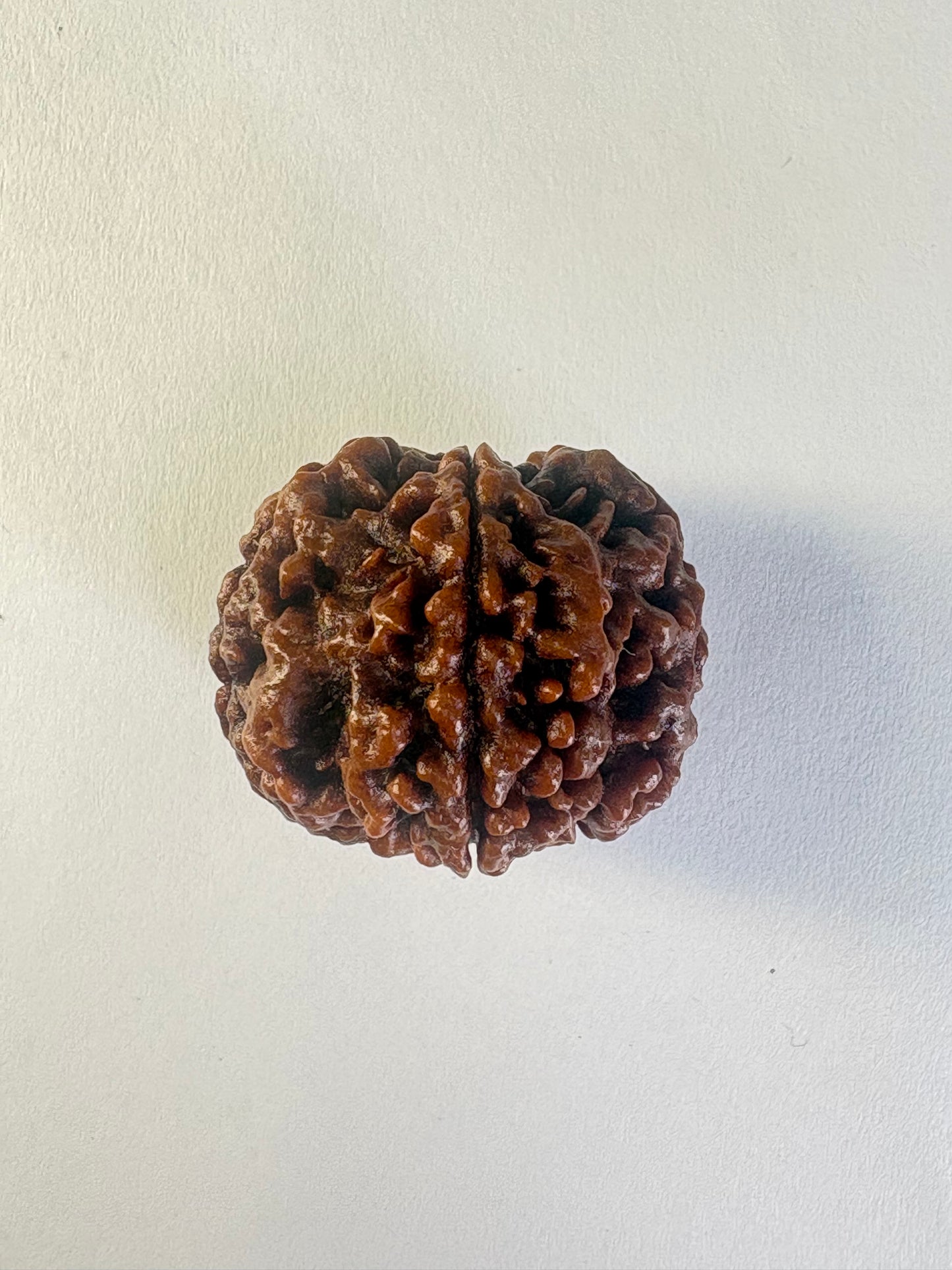 5 Mukhi Rudraksha