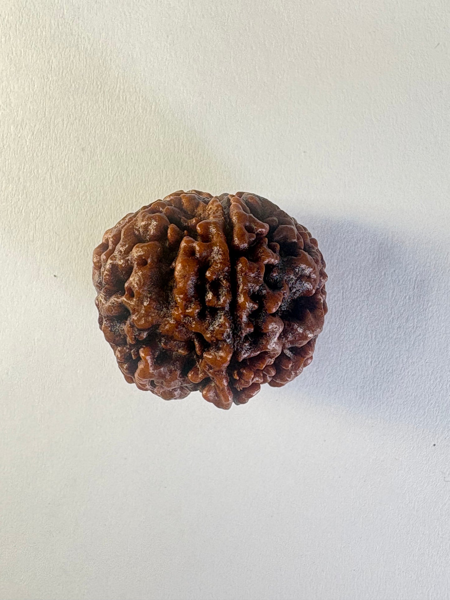 5 Mukhi Rudraksha