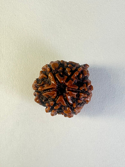 6 Mukhi Rudraksha