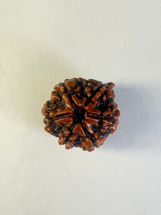 6 Mukhi Rudraksha
