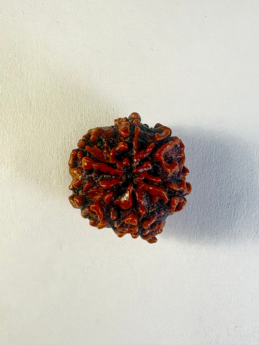 6 Mukhi Rudraksha