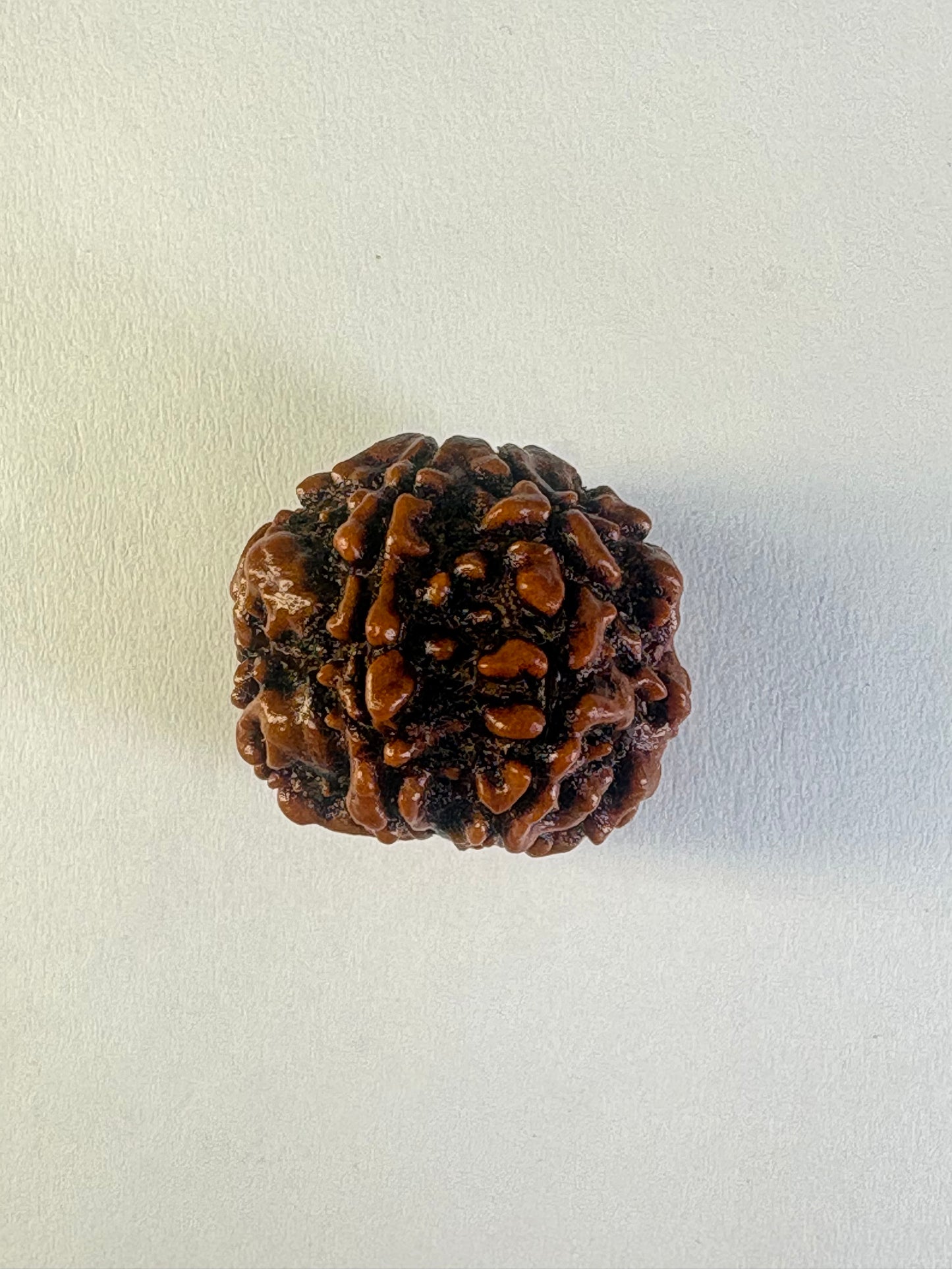 6 Mukhi Rudraksha
