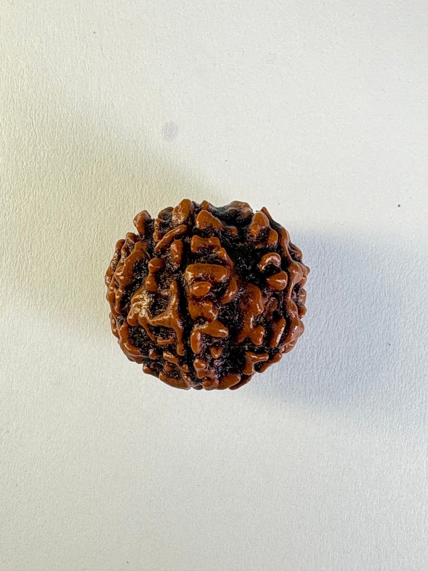 6 Mukhi Rudraksha