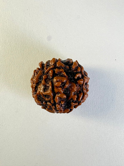 6 Mukhi Rudraksha