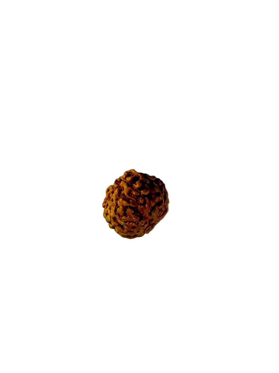 14 Mukhi Rudraksha – Nepal