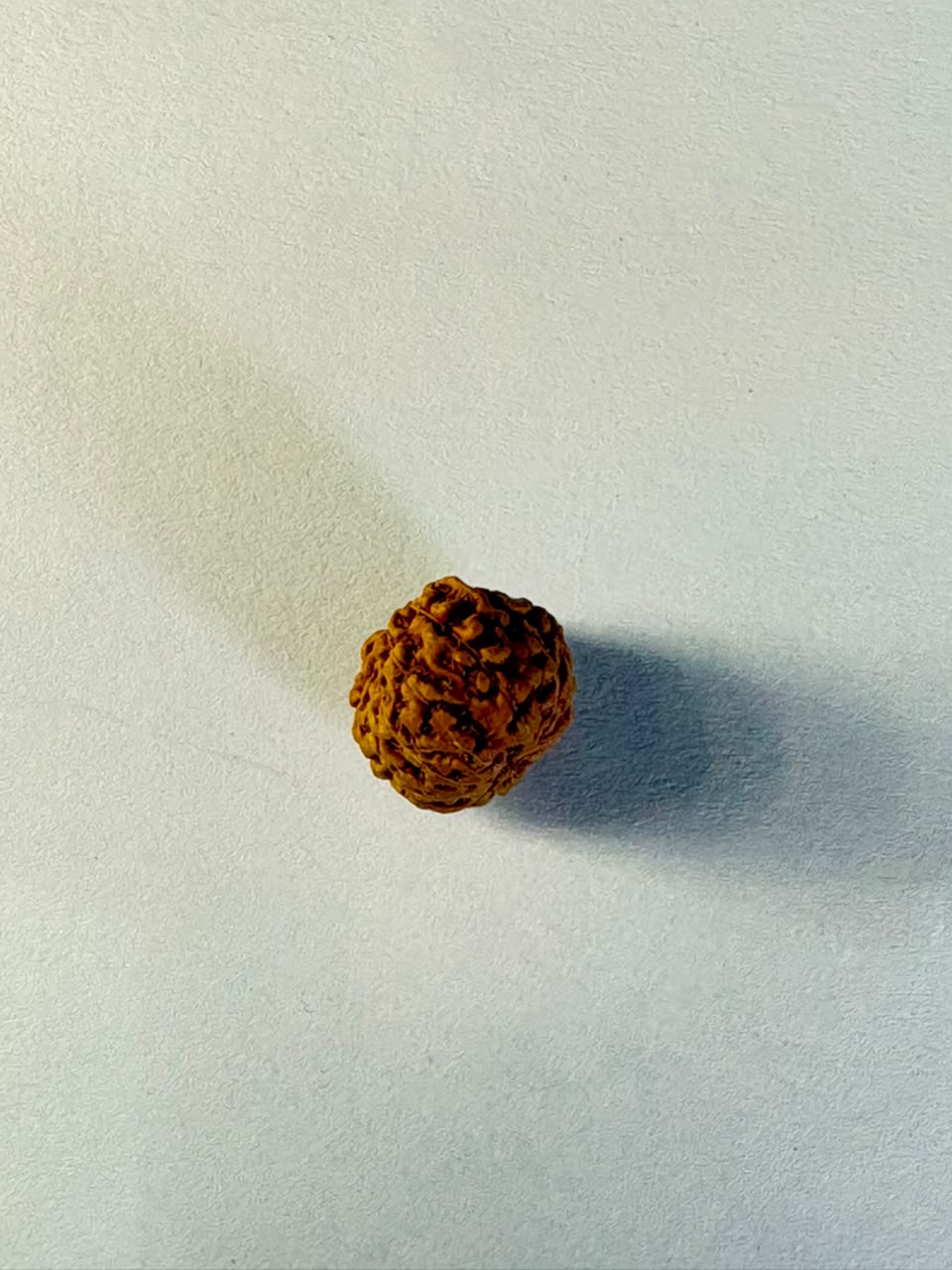 14 Mukhi Rudraksha