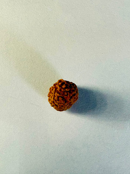 14 Mukhi Rudraksha