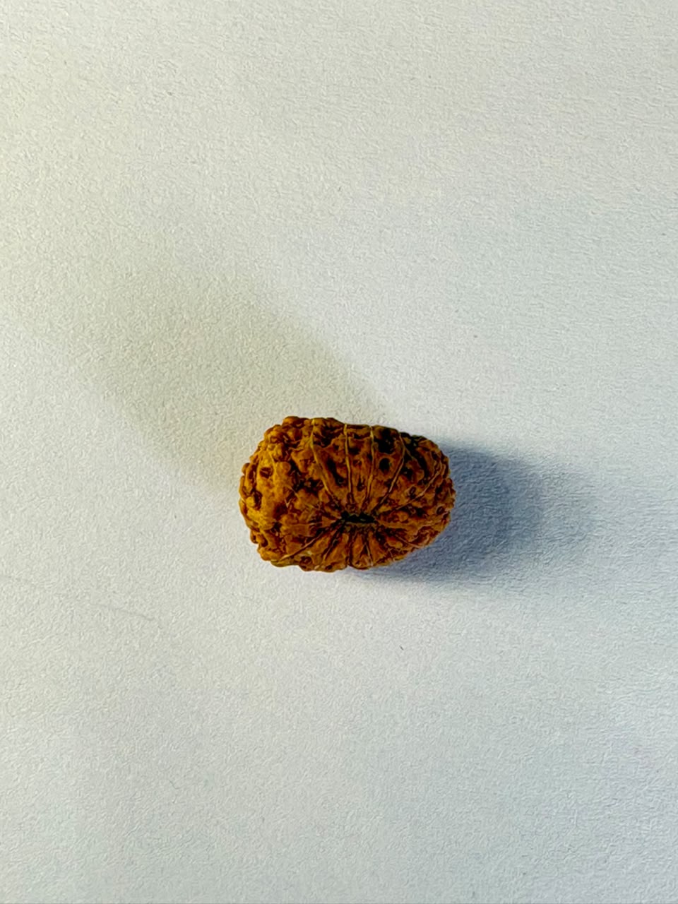 14 Mukhi Rudraksha