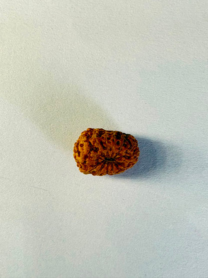 14 Mukhi Rudraksha