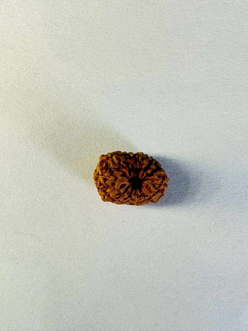 14 Mukhi Rudraksha