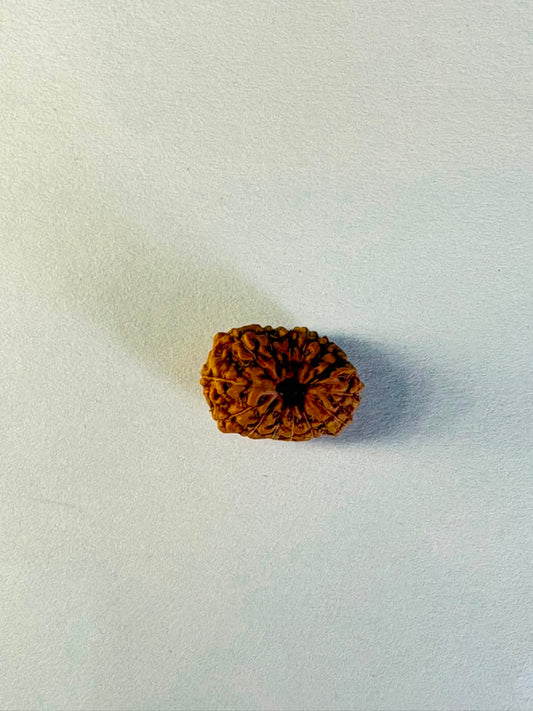 14 Mukhi Rudraksha