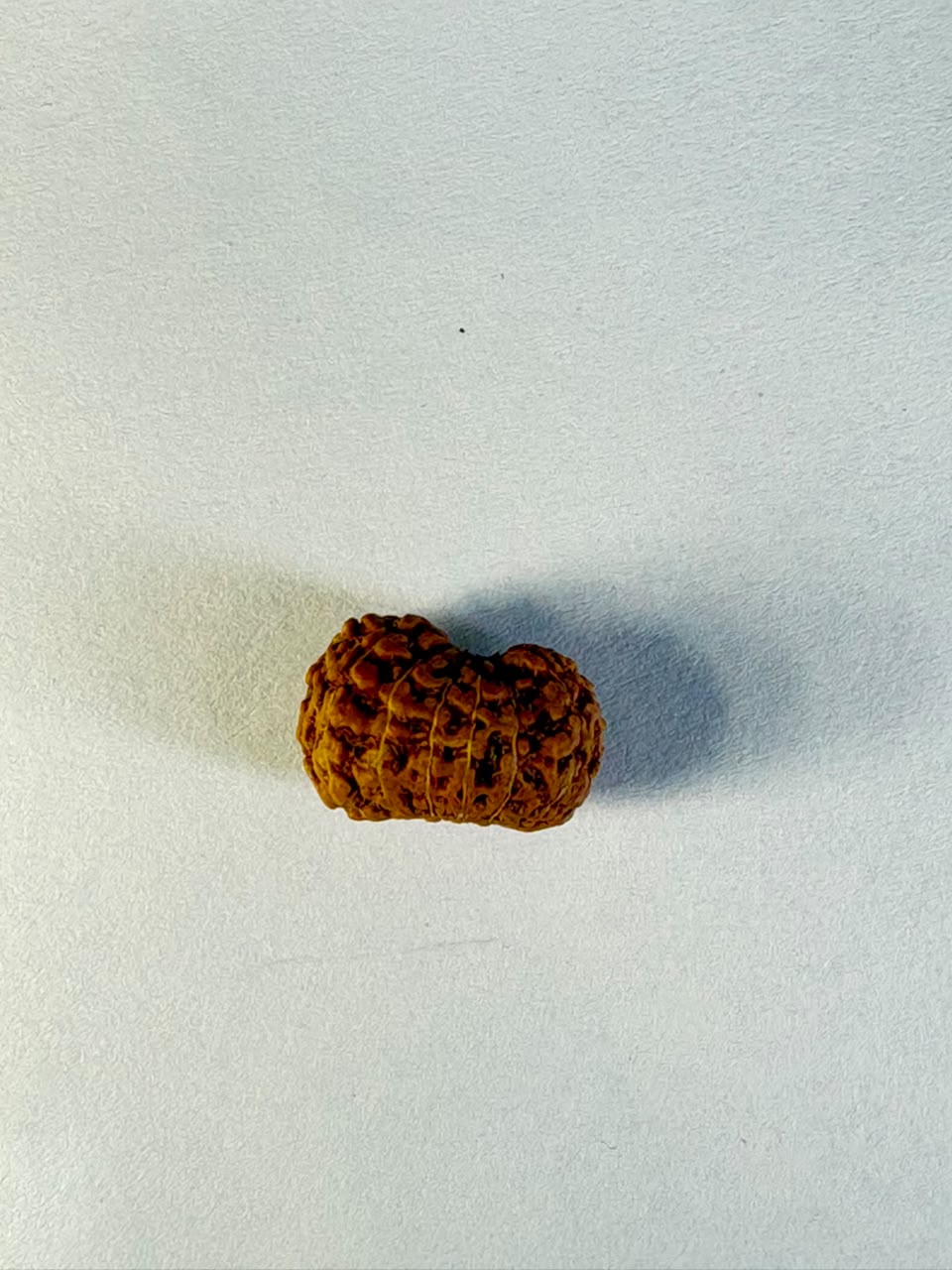 14 Mukhi Rudraksha