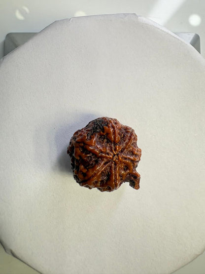 Ganesha Rudraksha