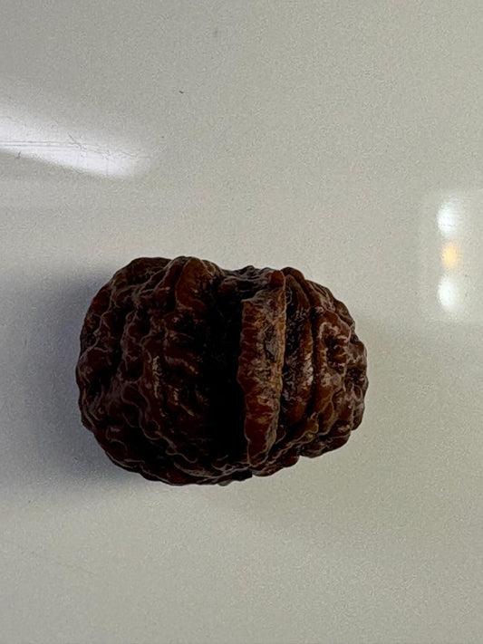 Ganesha Rudraksha