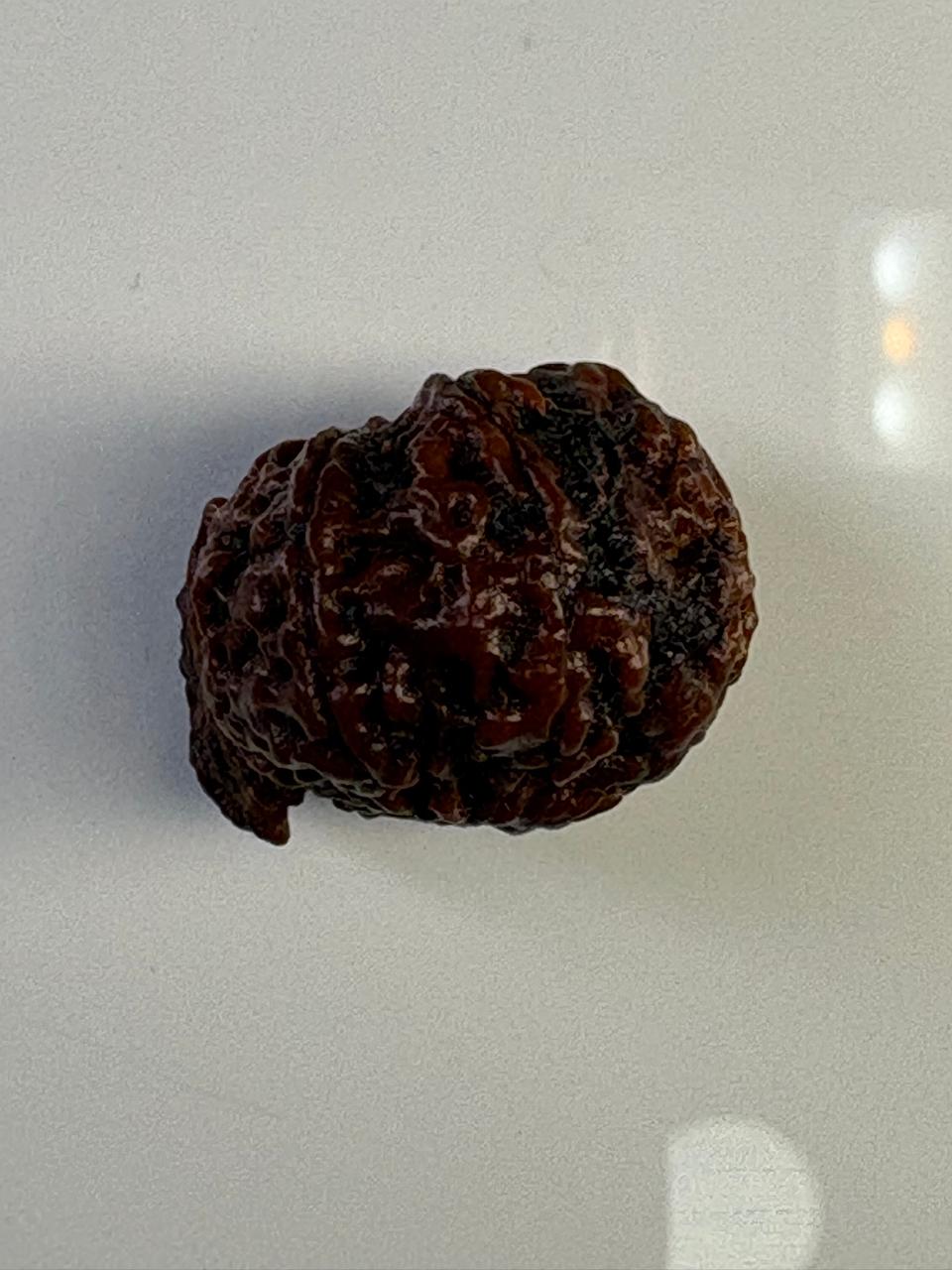 Ganesha Rudraksha