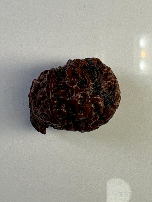 Ganesha Rudraksha