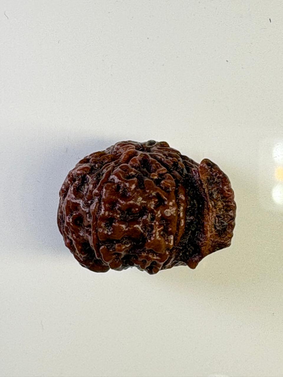 Ganesha Rudraksha