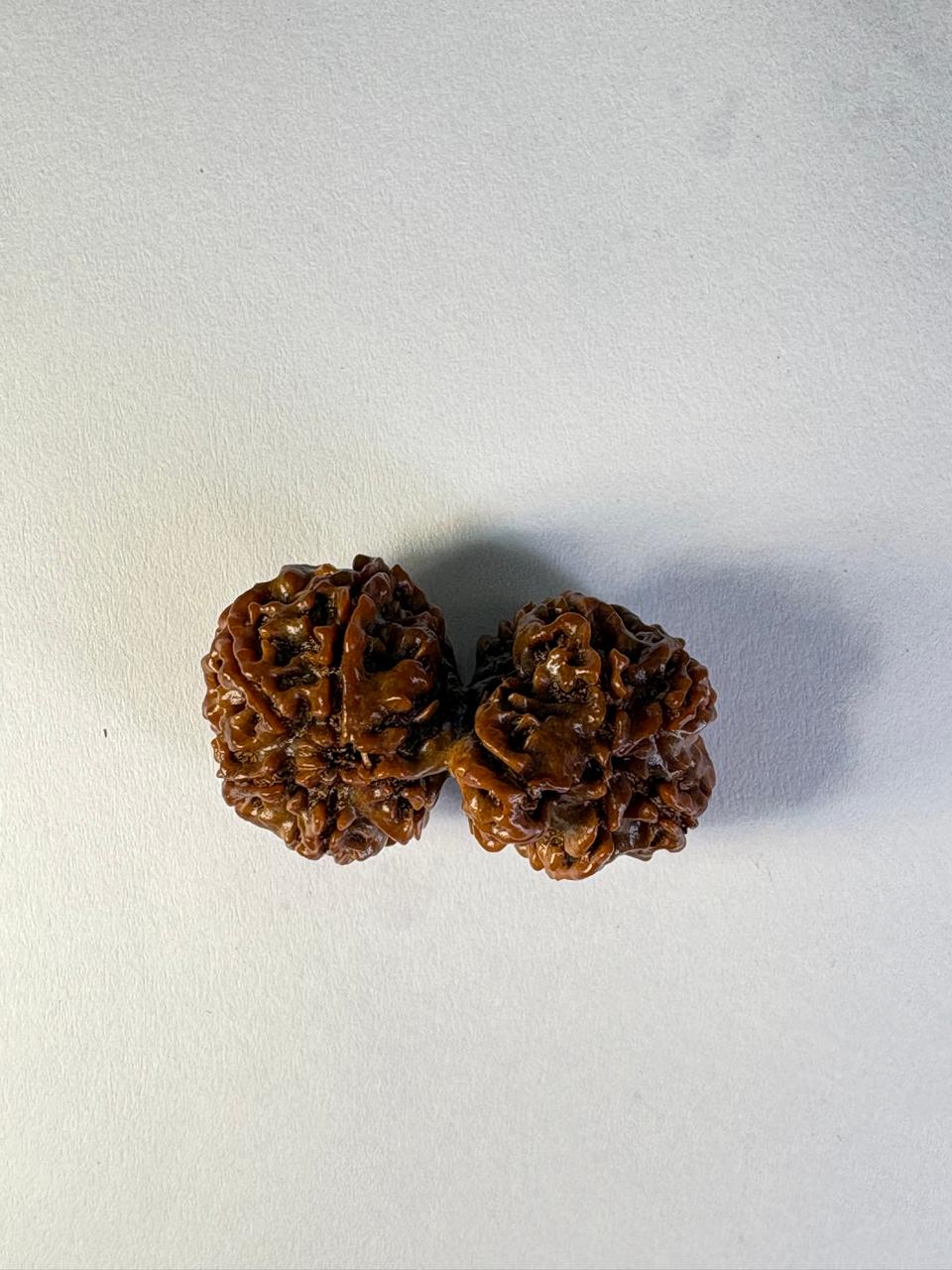Gauri Shankar Rudraksha