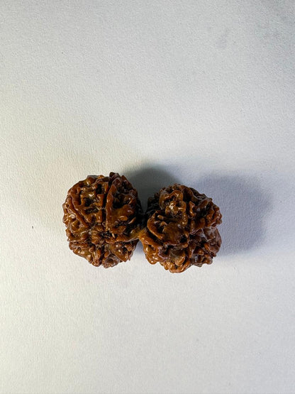 Gauri Shankar Rudraksha