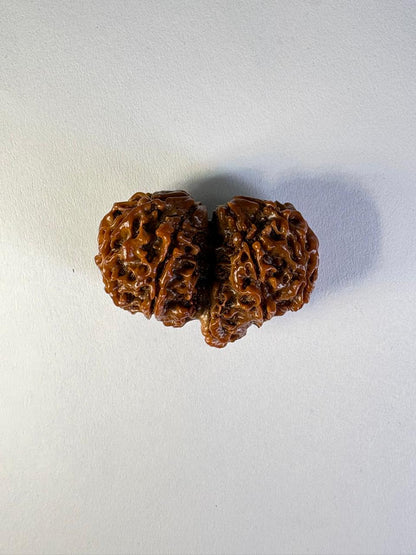 Gauri Shankar Rudraksha