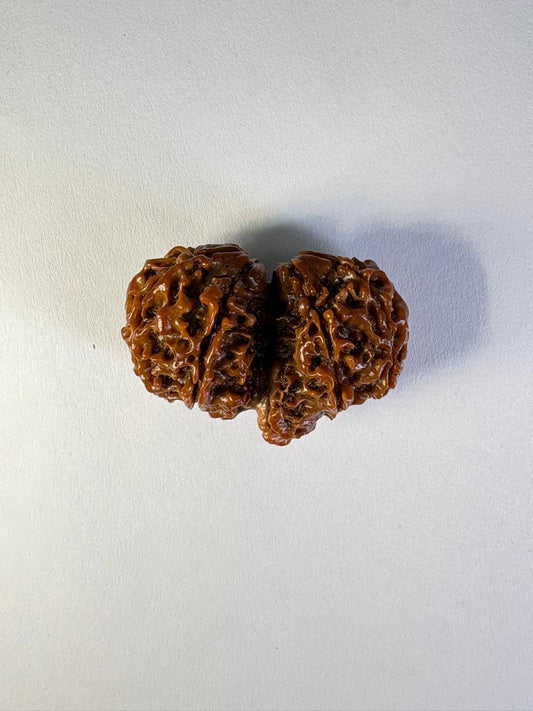 Gauri Shankar Rudraksha