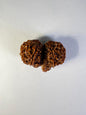 Gauri Shankar Rudraksha