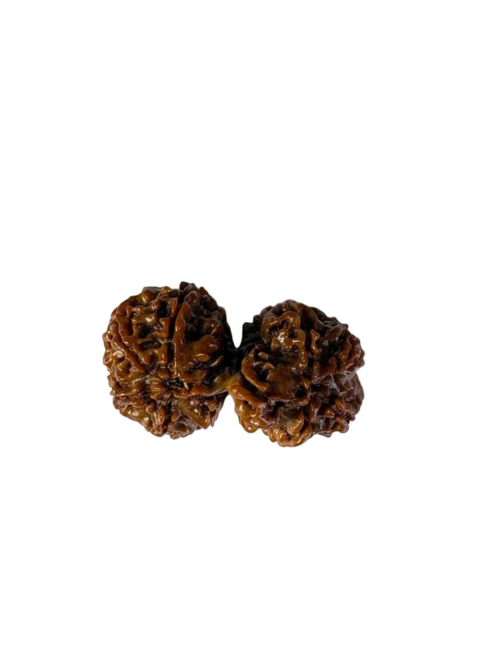 Gauri Shankar Rudraksha – Nepal