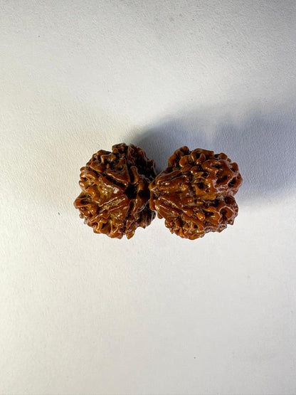 Gauri Shankar Rudraksha