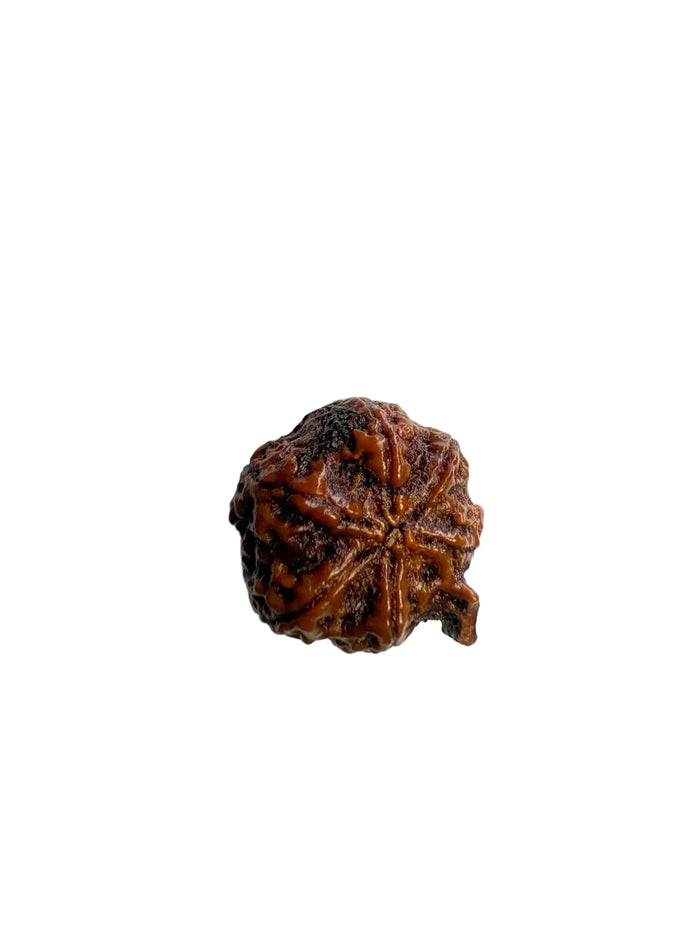 Ganesha Rudraksha – Nepal