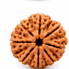 15 Mukhi Rudraksha