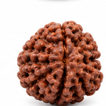 16 Mukhi Ganesh Rudraksha