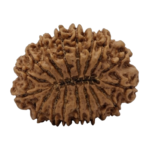 17 Mukhi Rudraksha close-up