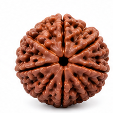 9 Mukhi Rudraksha