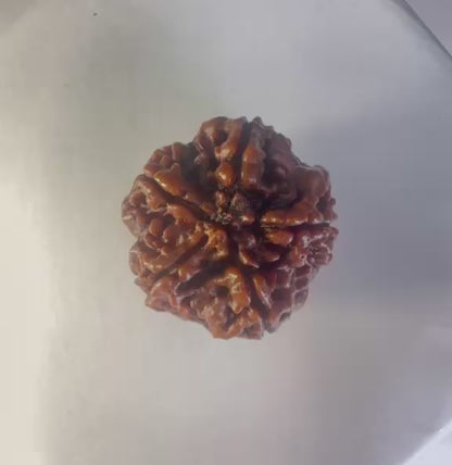 5 Mukhi Rudraksha