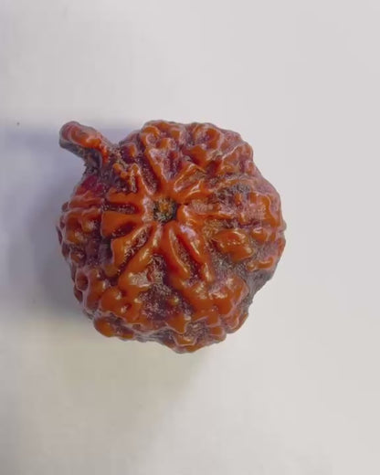 Ganesha Rudraksha