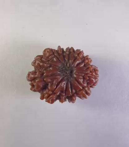 12 Mukhi Rudraksha – Super Collector
