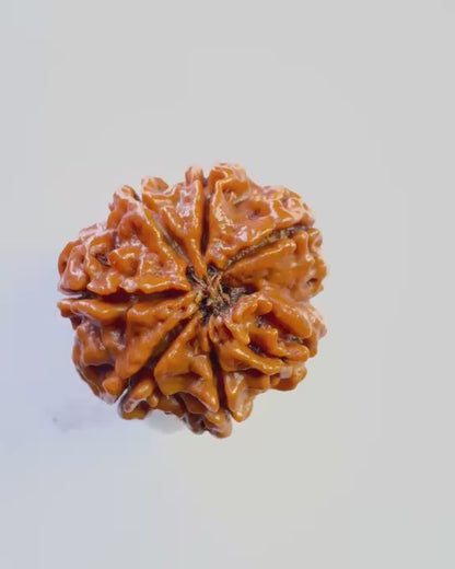 7 Mukhi Rudraksha – Collector