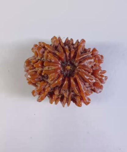 11 Mukhi Rudraksha