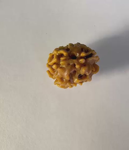 2 Mukhi Rudraksha – Collector