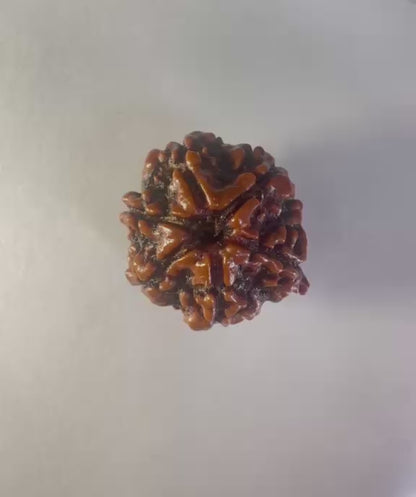 6 Mukhi Rudraksha
