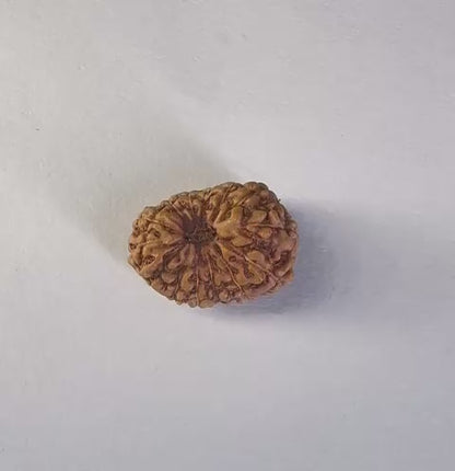 14 Mukhi Rudraksha