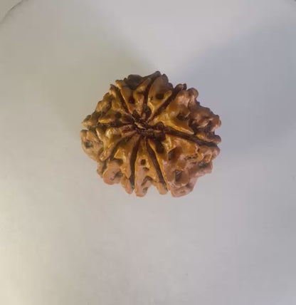 8 Mukhi Rudraksha