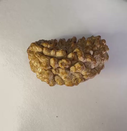 1 Mukhi Rudraksha – Rare
