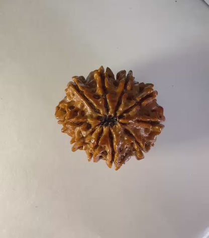 9 Mukhi Rudraksha