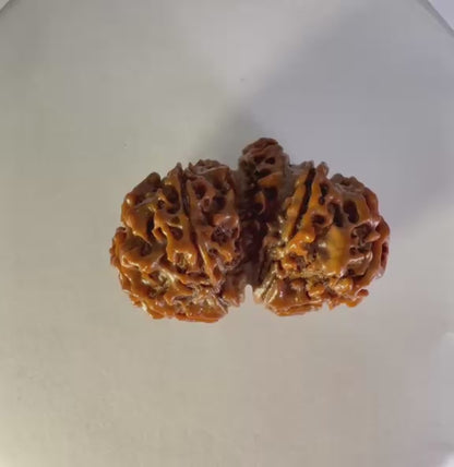 Gauri Shankar Rudraksha