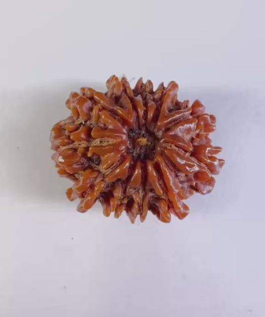 11 Mukhi Rudraksha – Nepal