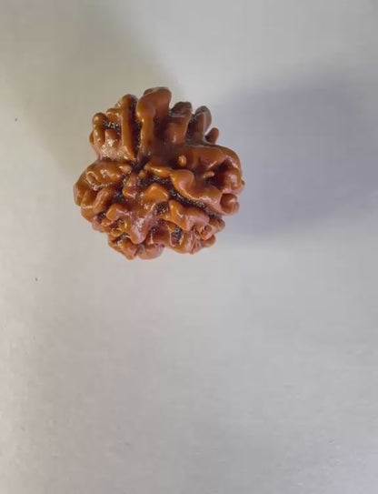 3 Mukhi Rudraksha – Collector