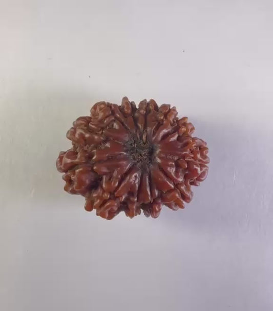 12 Mukhi Rudraksha – Premium – Nepal