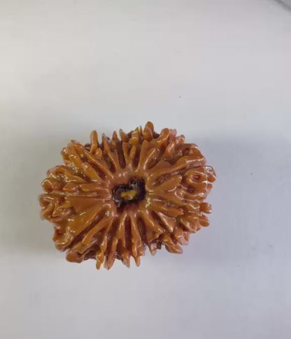 13 Mukhi Rudraksha – Premium