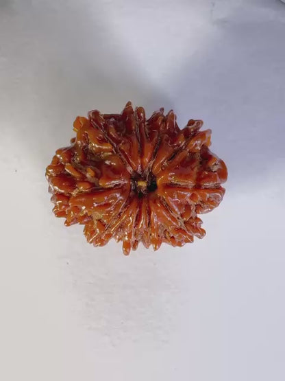 10 Mukhi Rudraksha